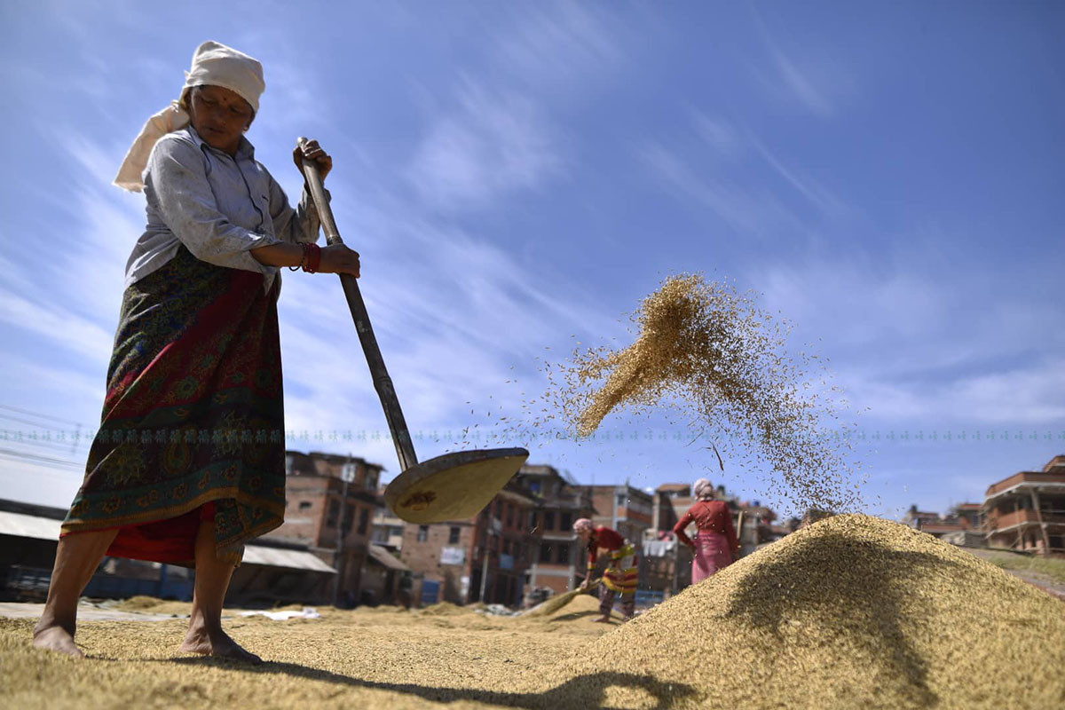 https://raracms.setopati.com/uploads/shares/2019/01/sujita/dhan vitraune chataro (1).jpg